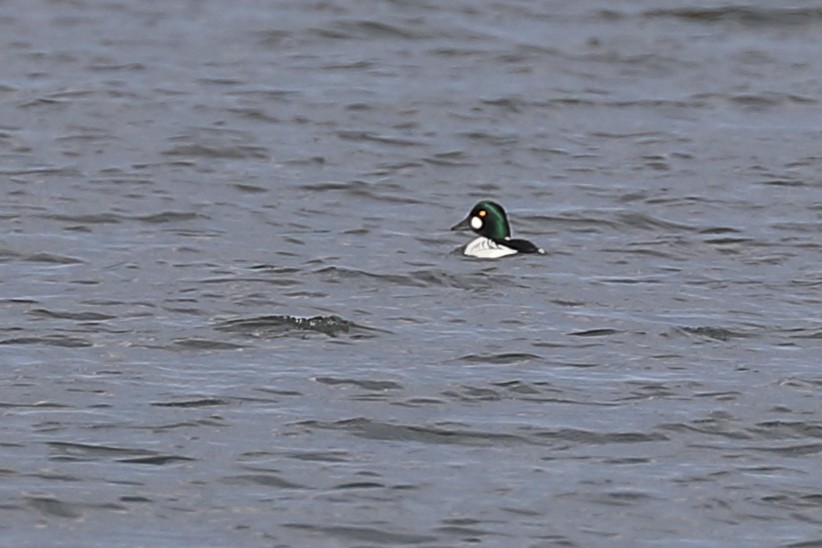 Common Goldeneye - ML339119731