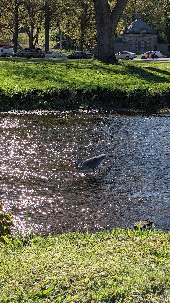 Great Blue Heron (Great Blue) - ML339119991