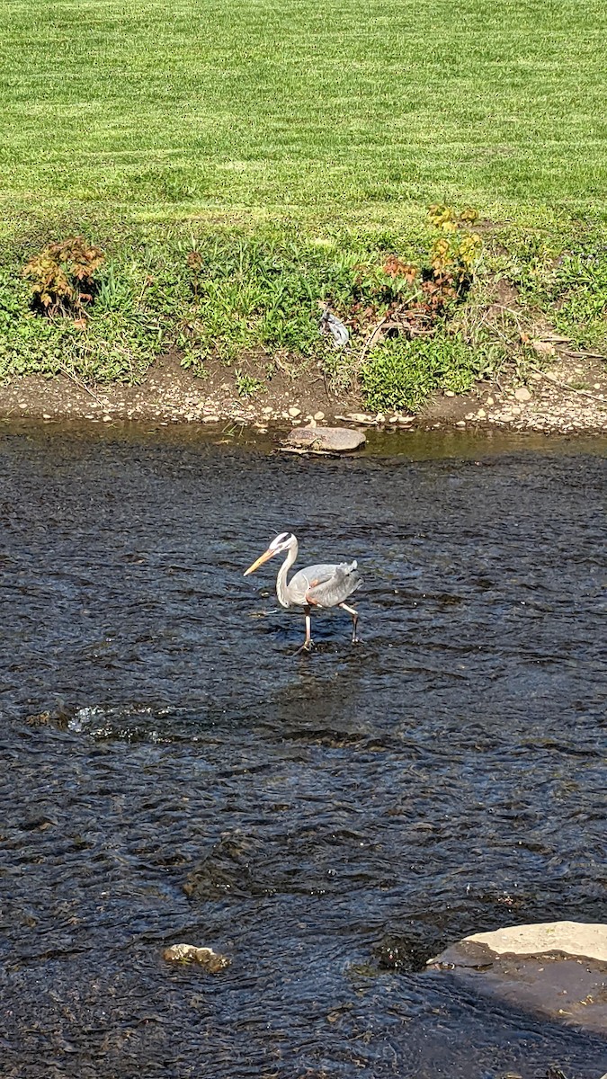 Great Blue Heron (Great Blue) - ML339120011