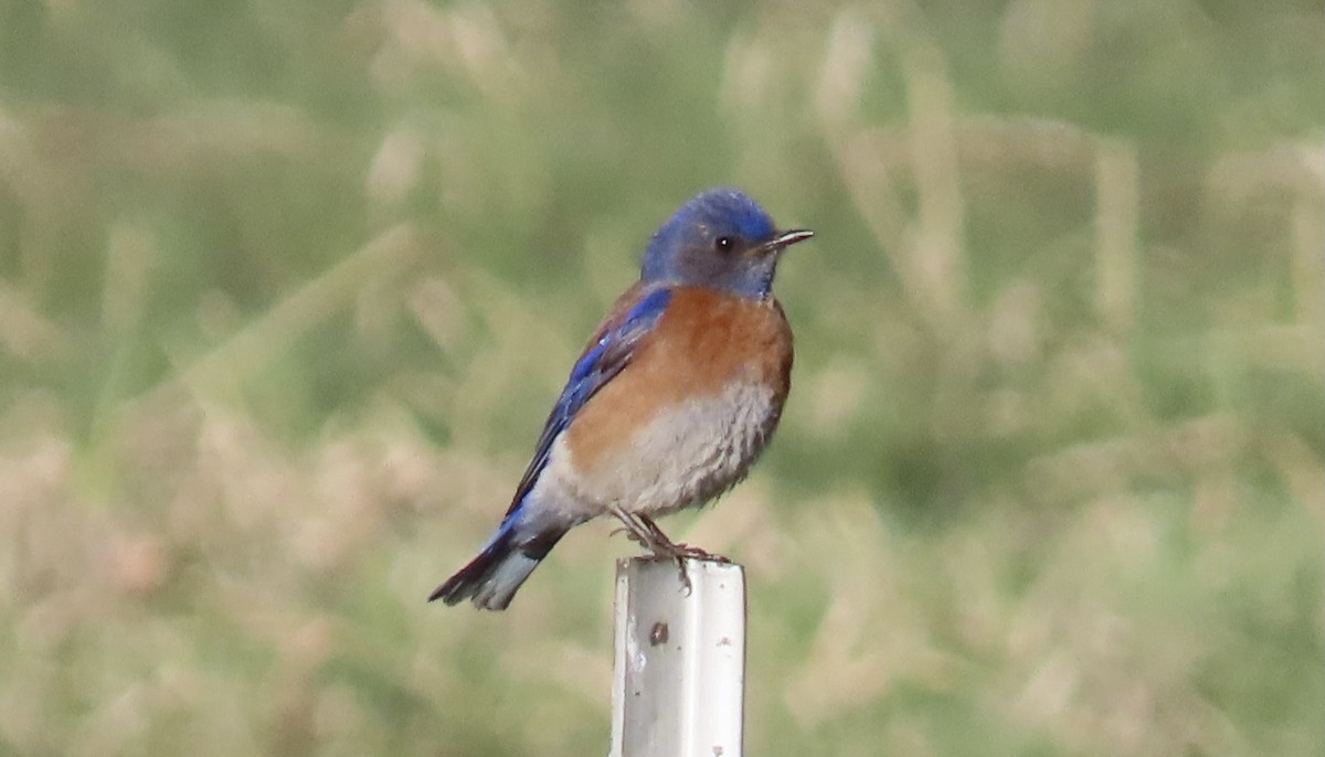 Western Bluebird - ML339120651