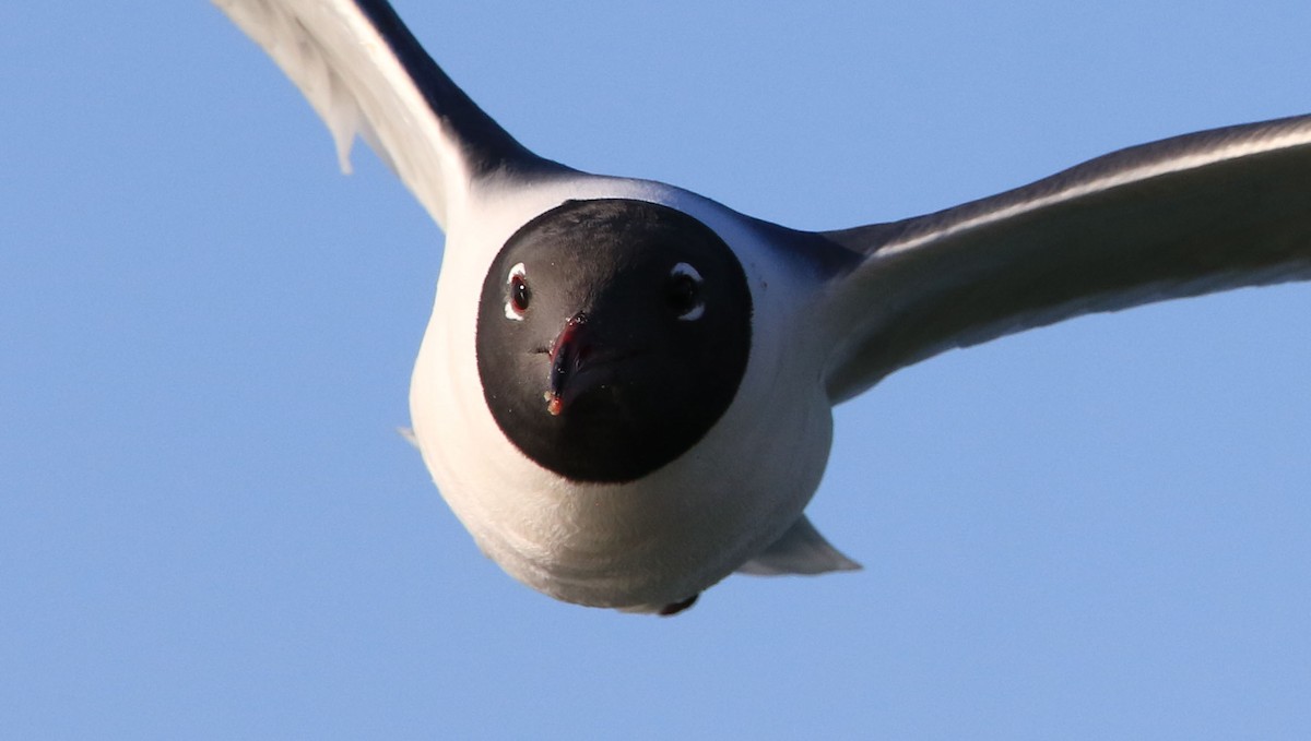 Laughing Gull - ML339121251