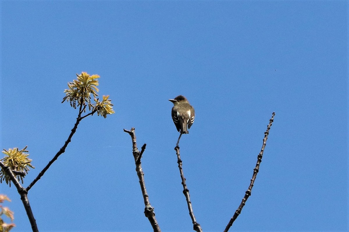 Olive-sided Flycatcher - ML339122611