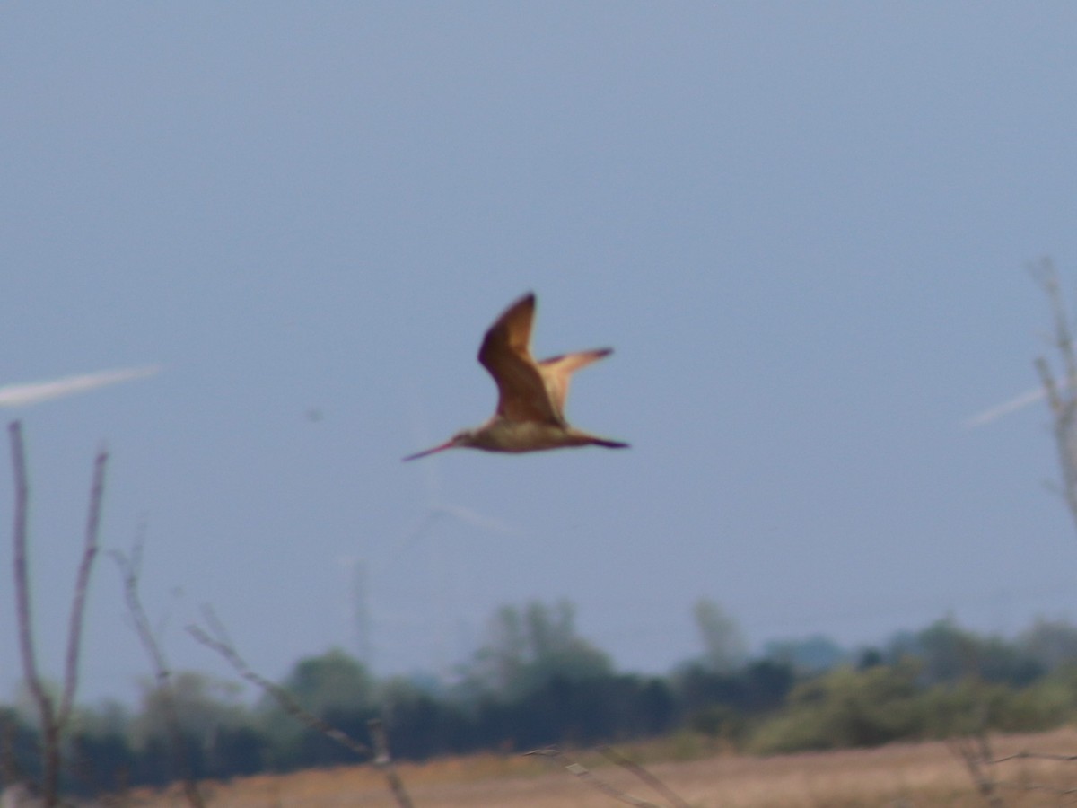 Marbled Godwit - ML339122941