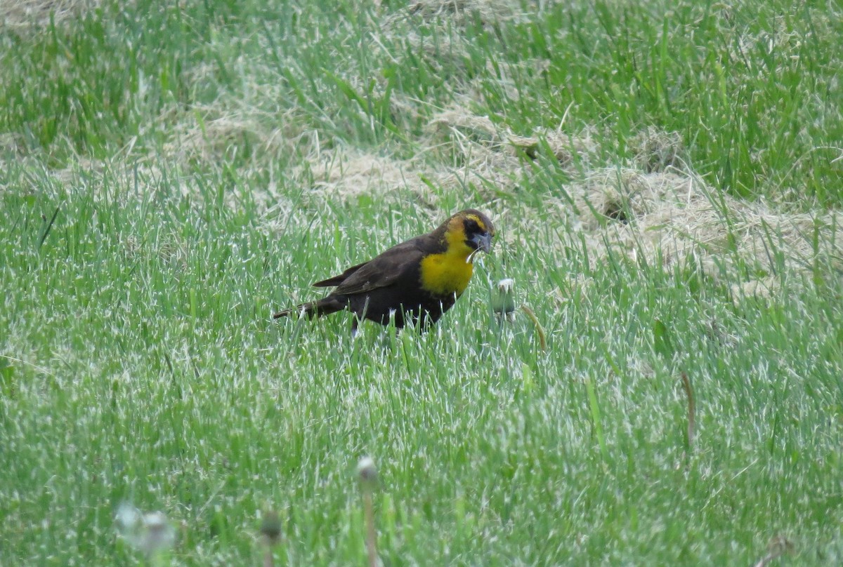 Yellow-headed Blackbird - ML339123191