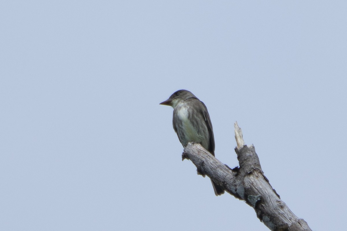 Olive-sided Flycatcher - ML339124091