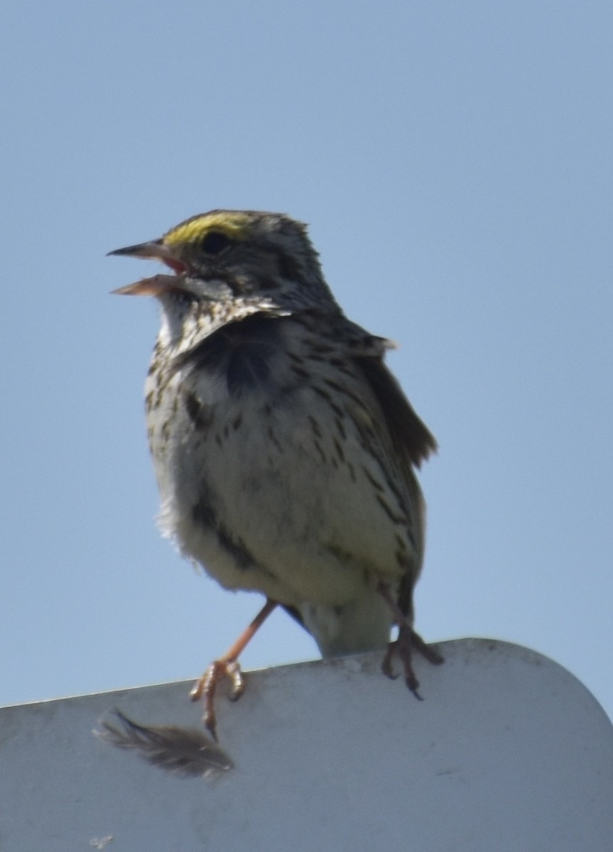 Savannah Sparrow - ML339124281