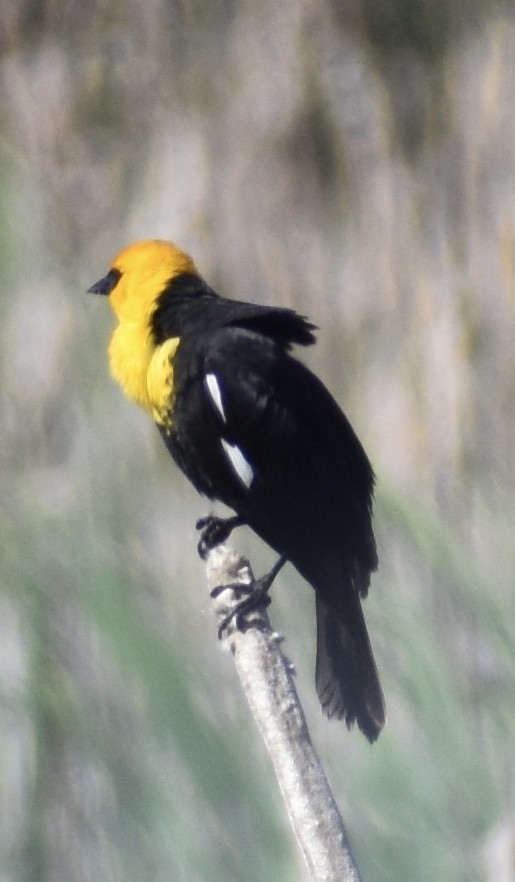 Yellow-headed Blackbird - ML339124331