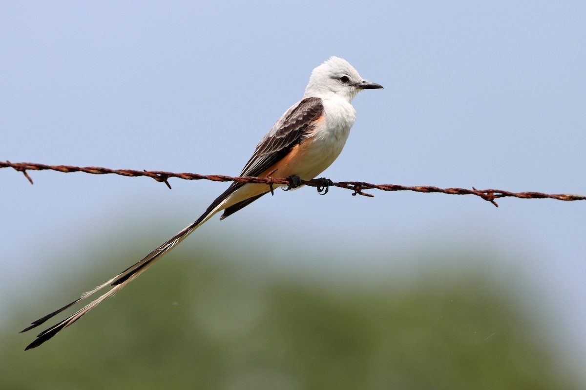 Scissor-tailed Flycatcher - ML339124921