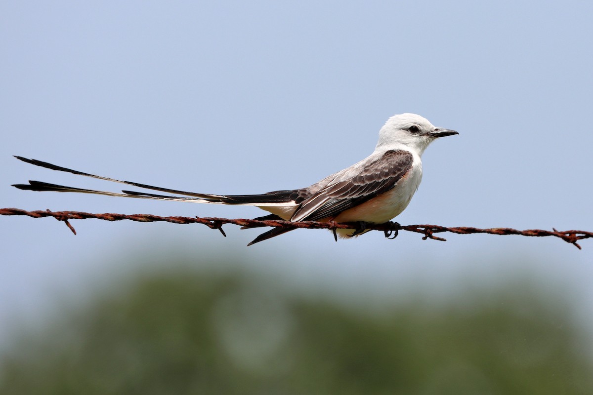 Scissor-tailed Flycatcher - ML339124941