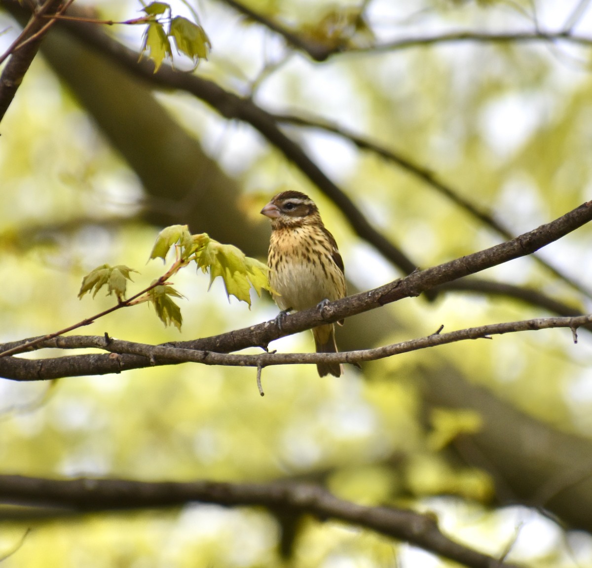 Rose-breasted Grosbeak - ML339125781