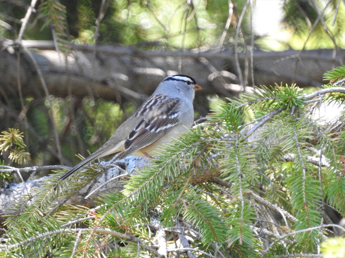 White-crowned Sparrow - ML339126651