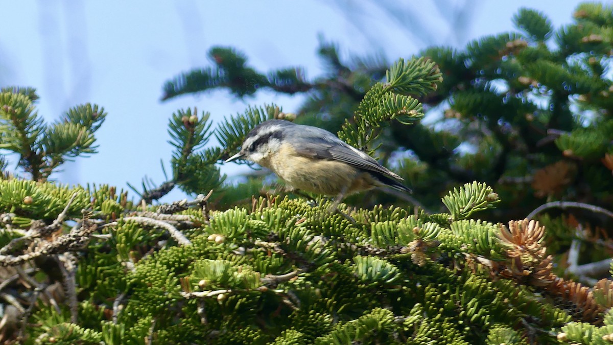 Red-breasted Nuthatch - ML339127881
