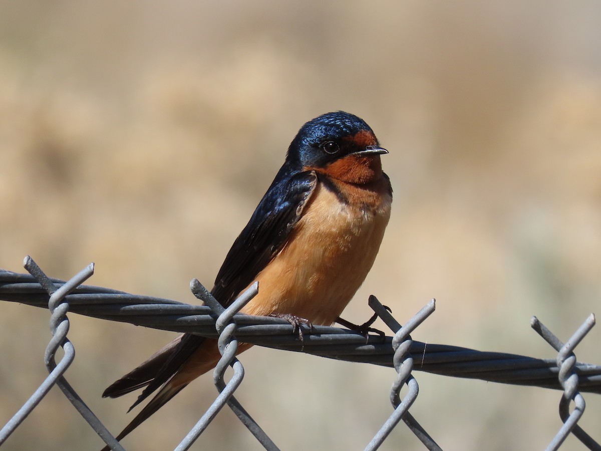 Golondrina Común - ML339128091