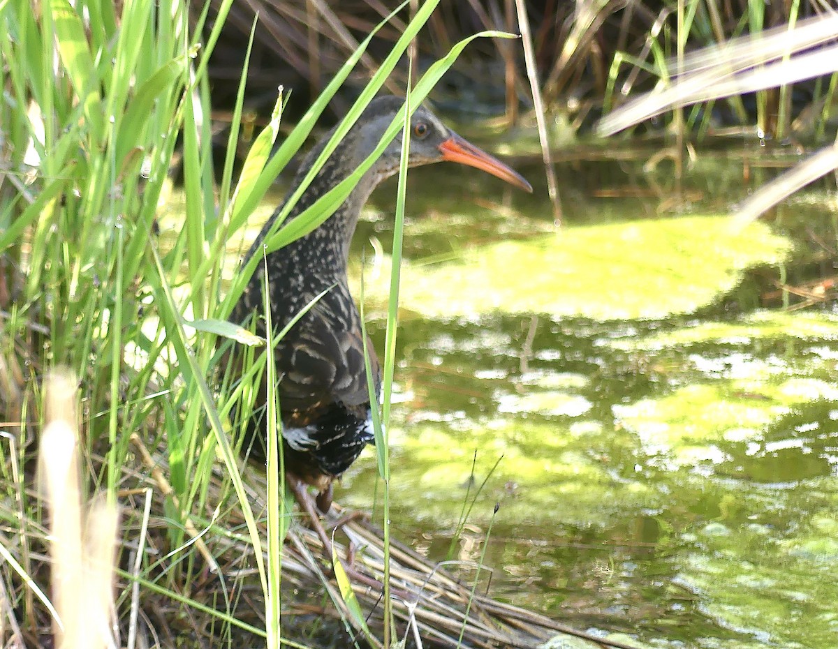 Virginia Rail - Laura Blutstein