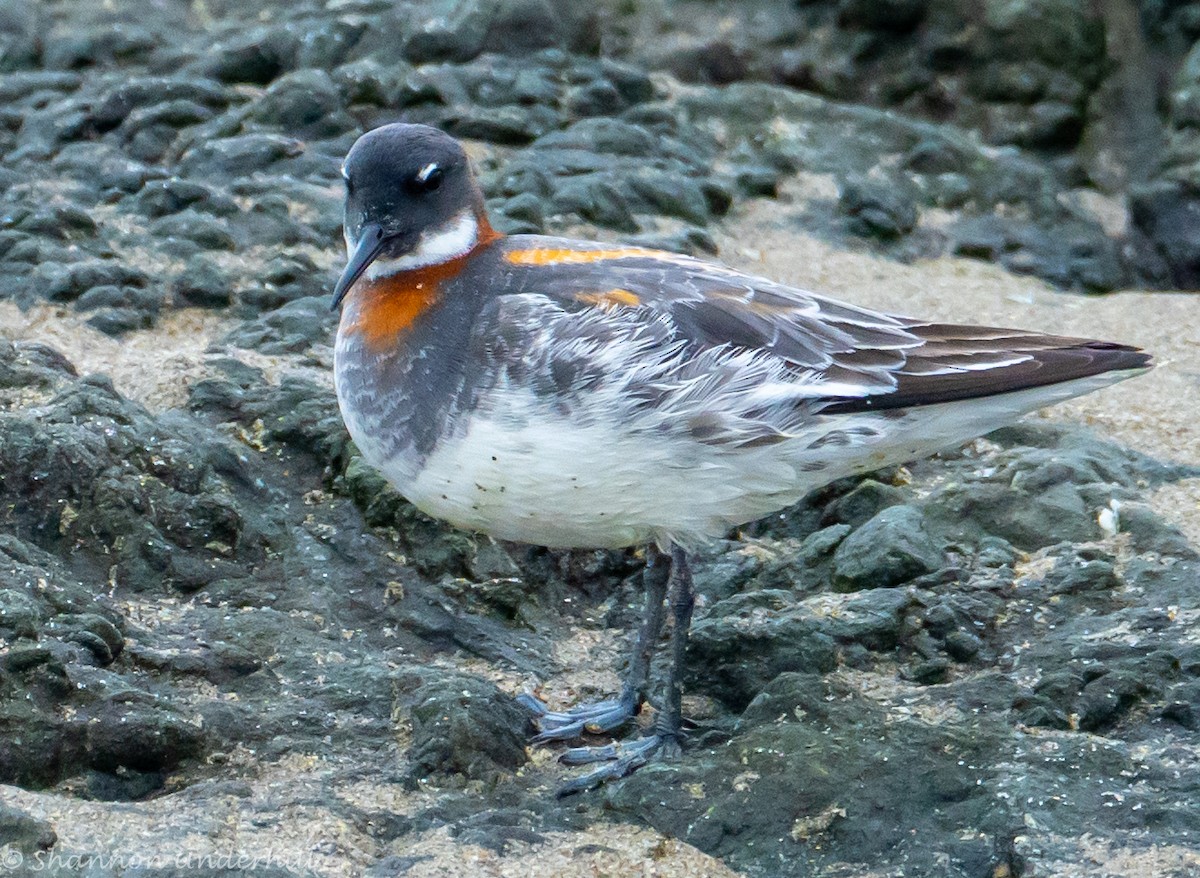 Red-necked Phalarope - Shannon Underhill