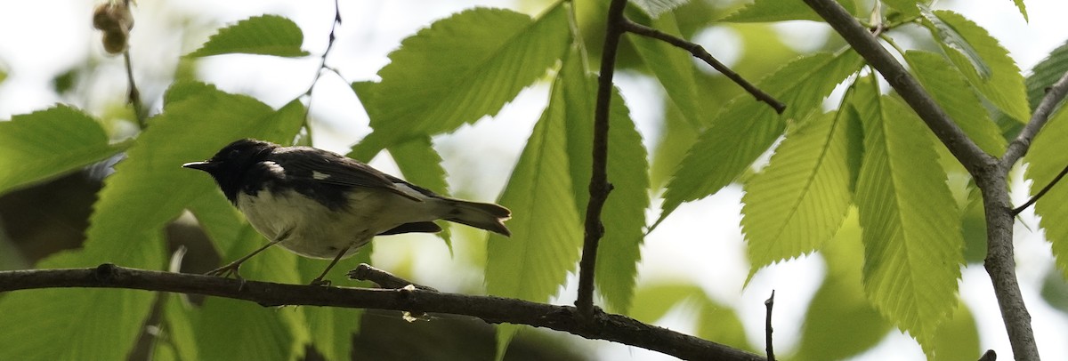 Black-throated Blue Warbler - ML339129531