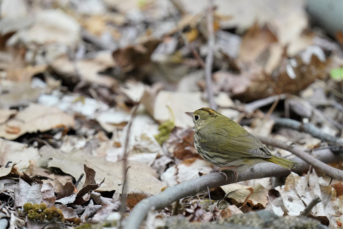 Ovenbird - Joel Rudin