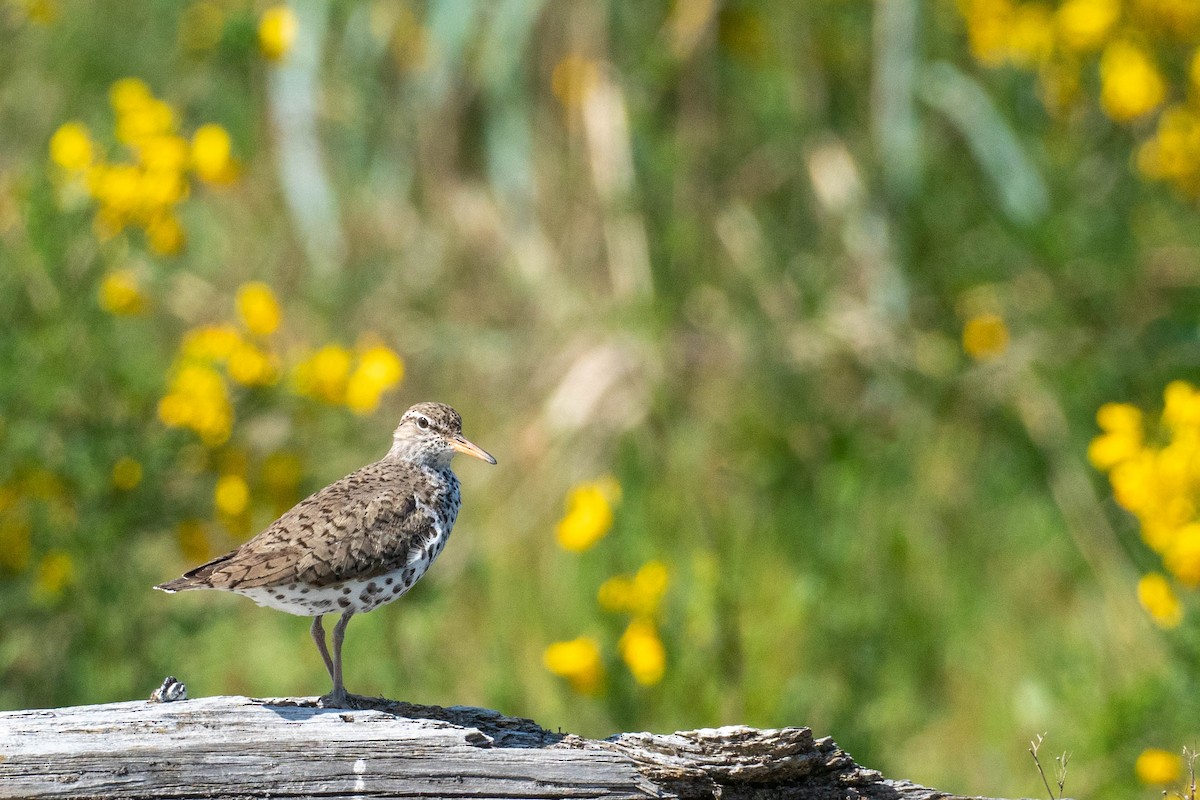 Spotted Sandpiper - Ashley PK