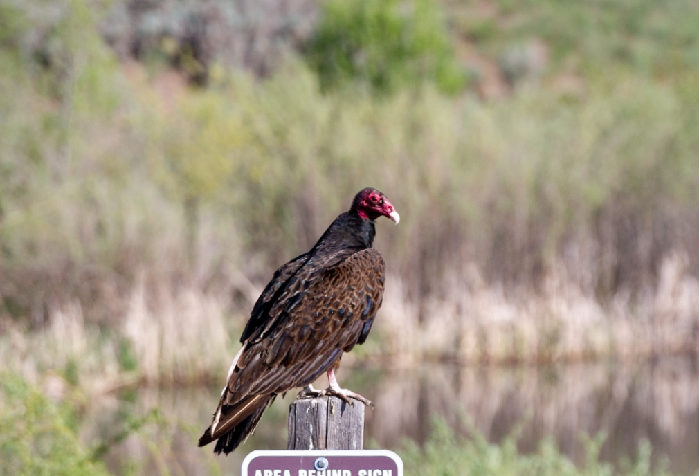 Turkey Vulture - ML339130521