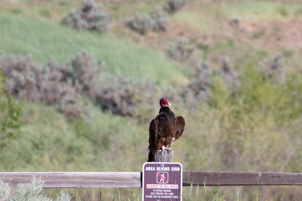 Turkey Vulture - ML339130531