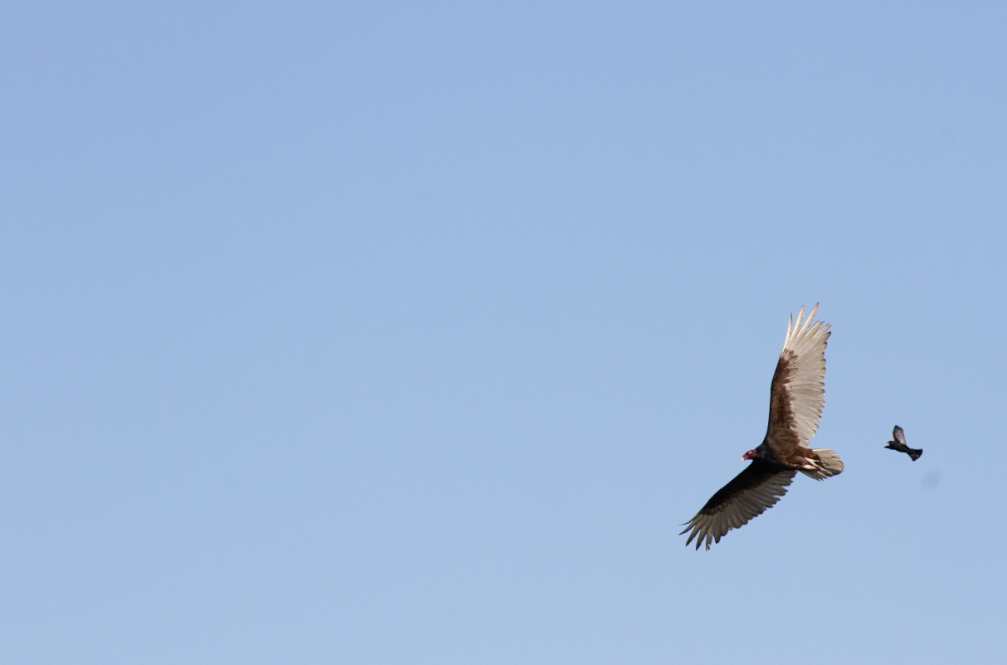 Turkey Vulture - ML339130591