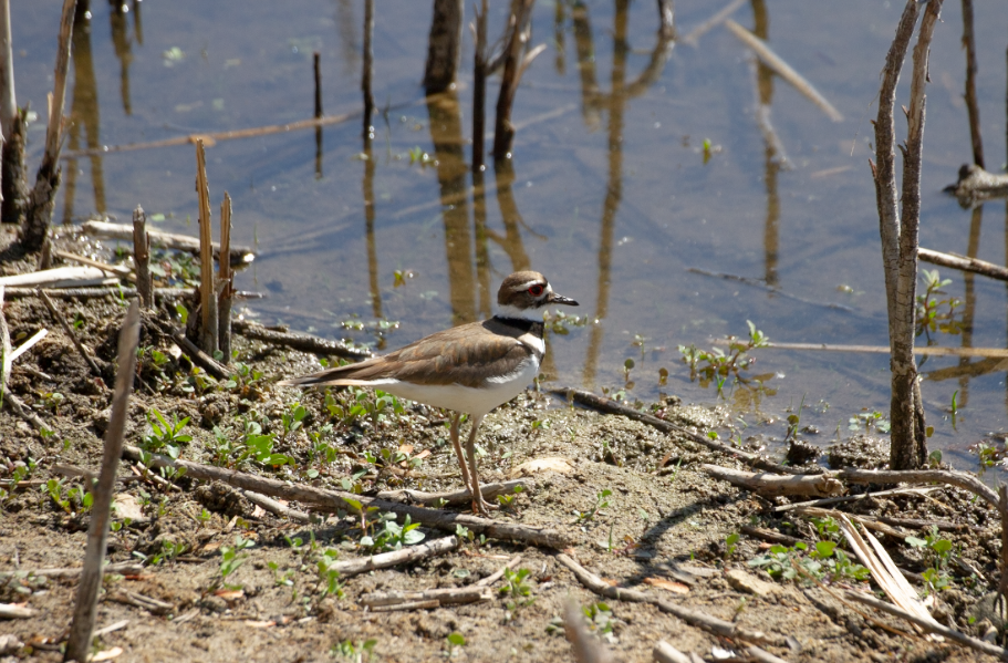 Killdeer - ML339131251