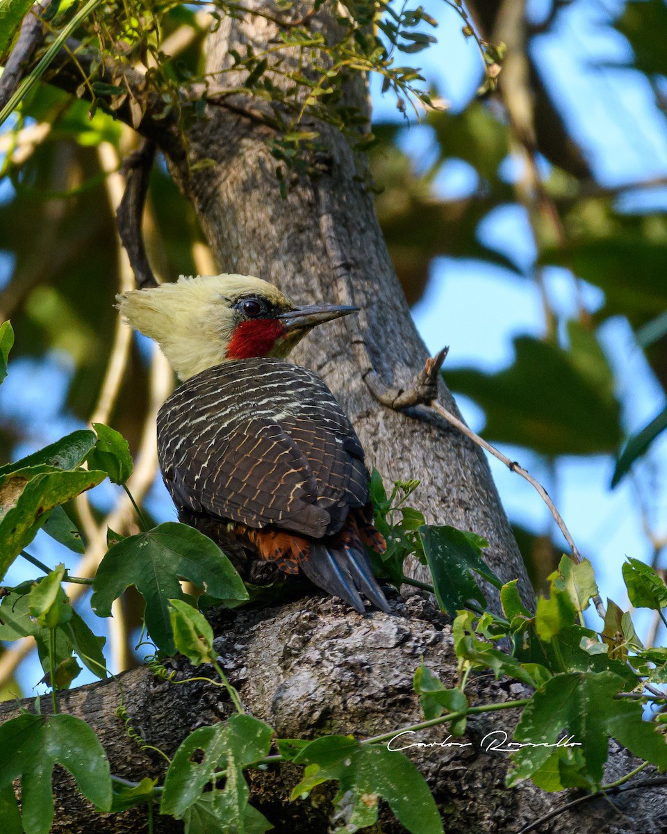 Pale-crested Woodpecker - Carlos Rossello