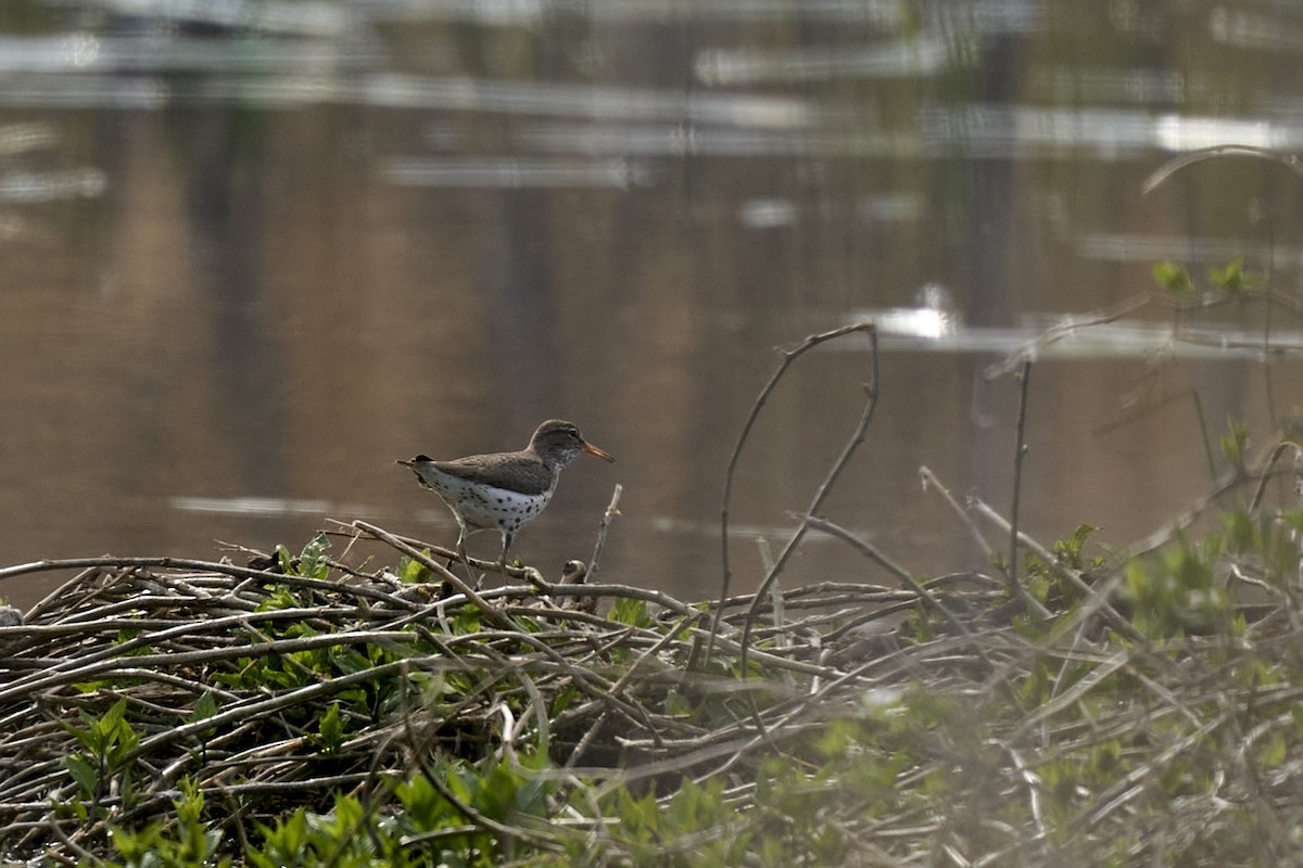Spotted Sandpiper - Guy Cadieux