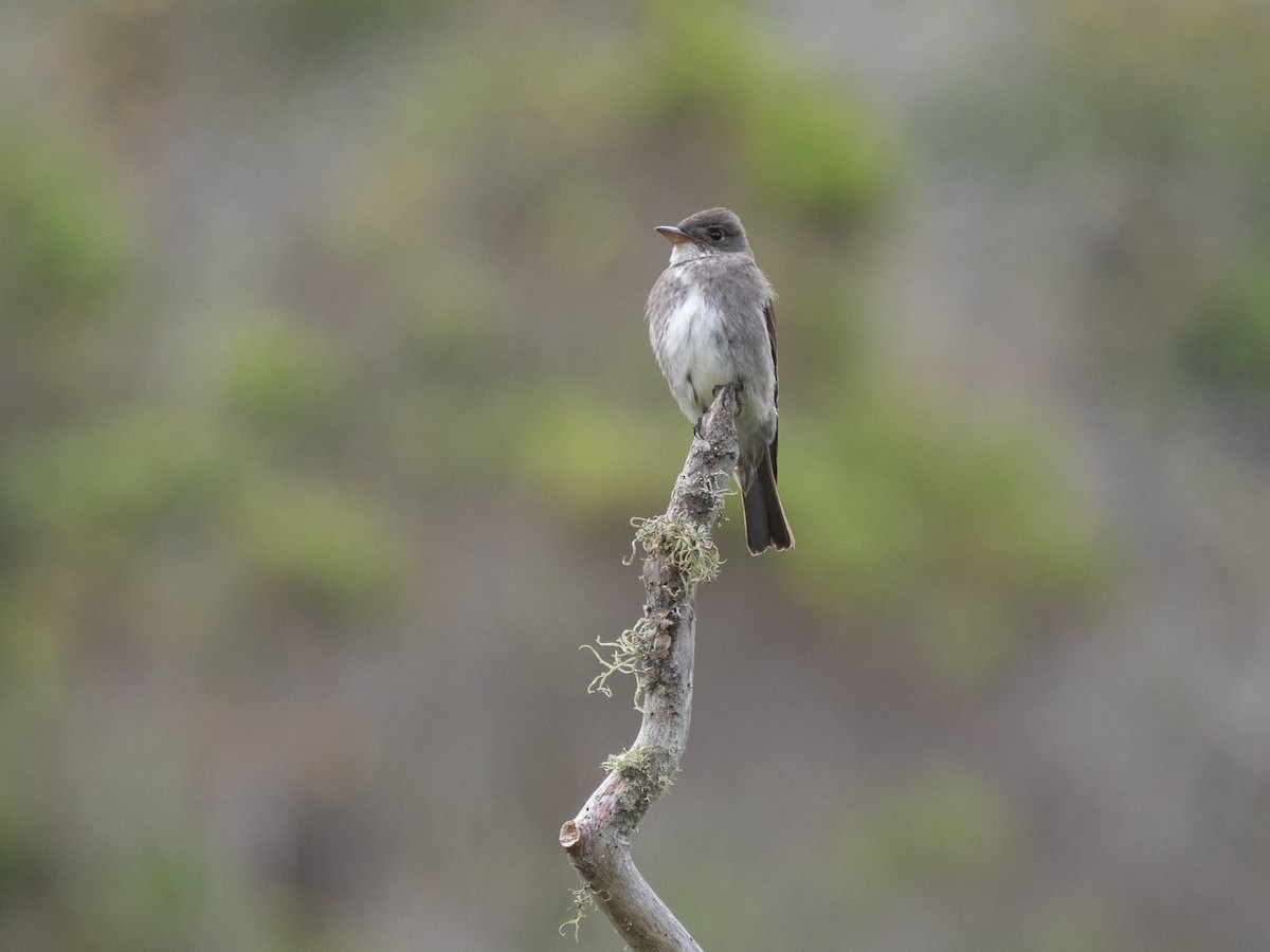 Olive-sided Flycatcher - Will Knowlton