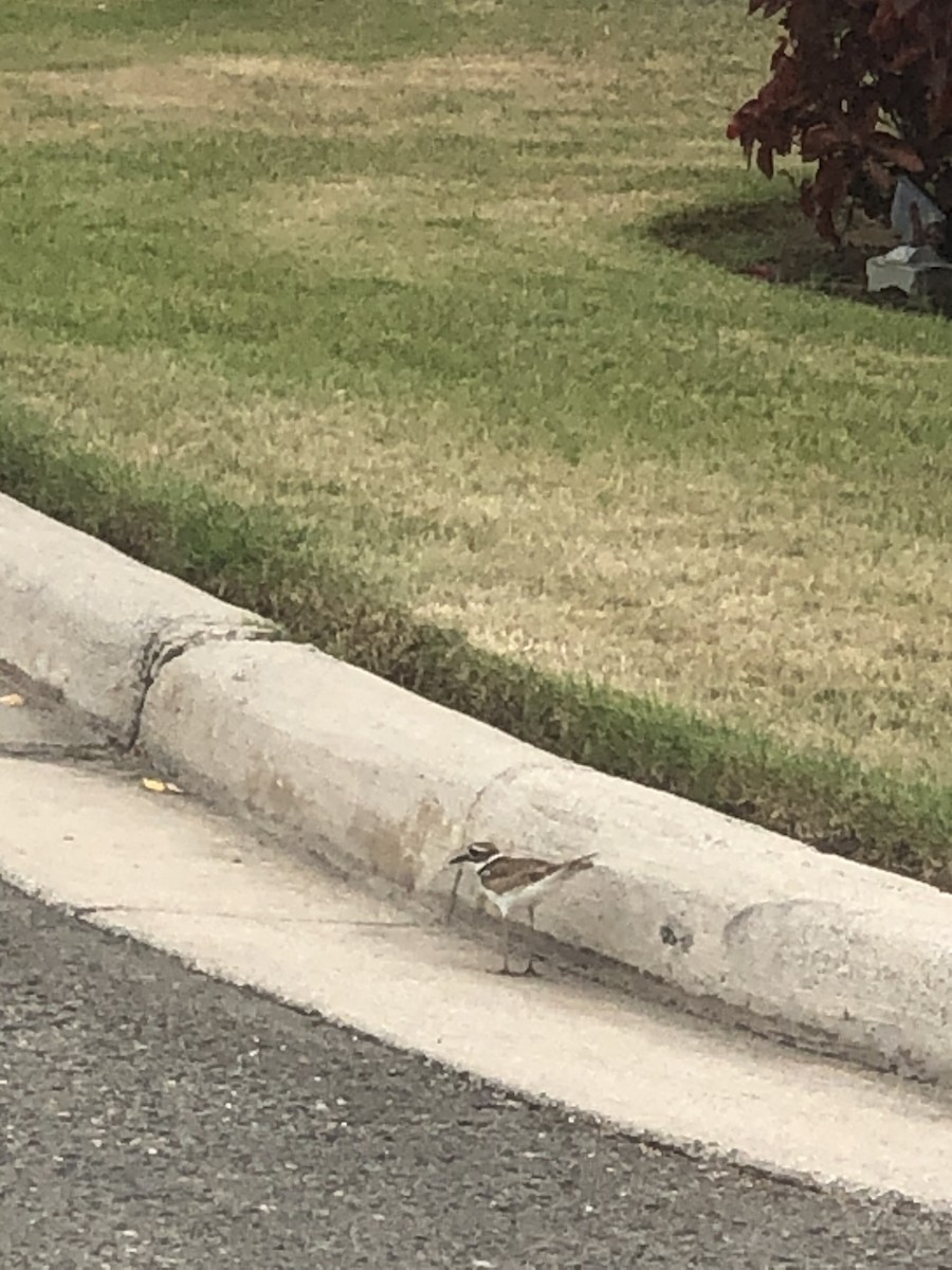 Killdeer - ML339133741