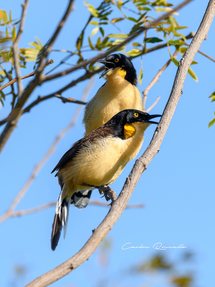 Black-capped Donacobius - ML339135191