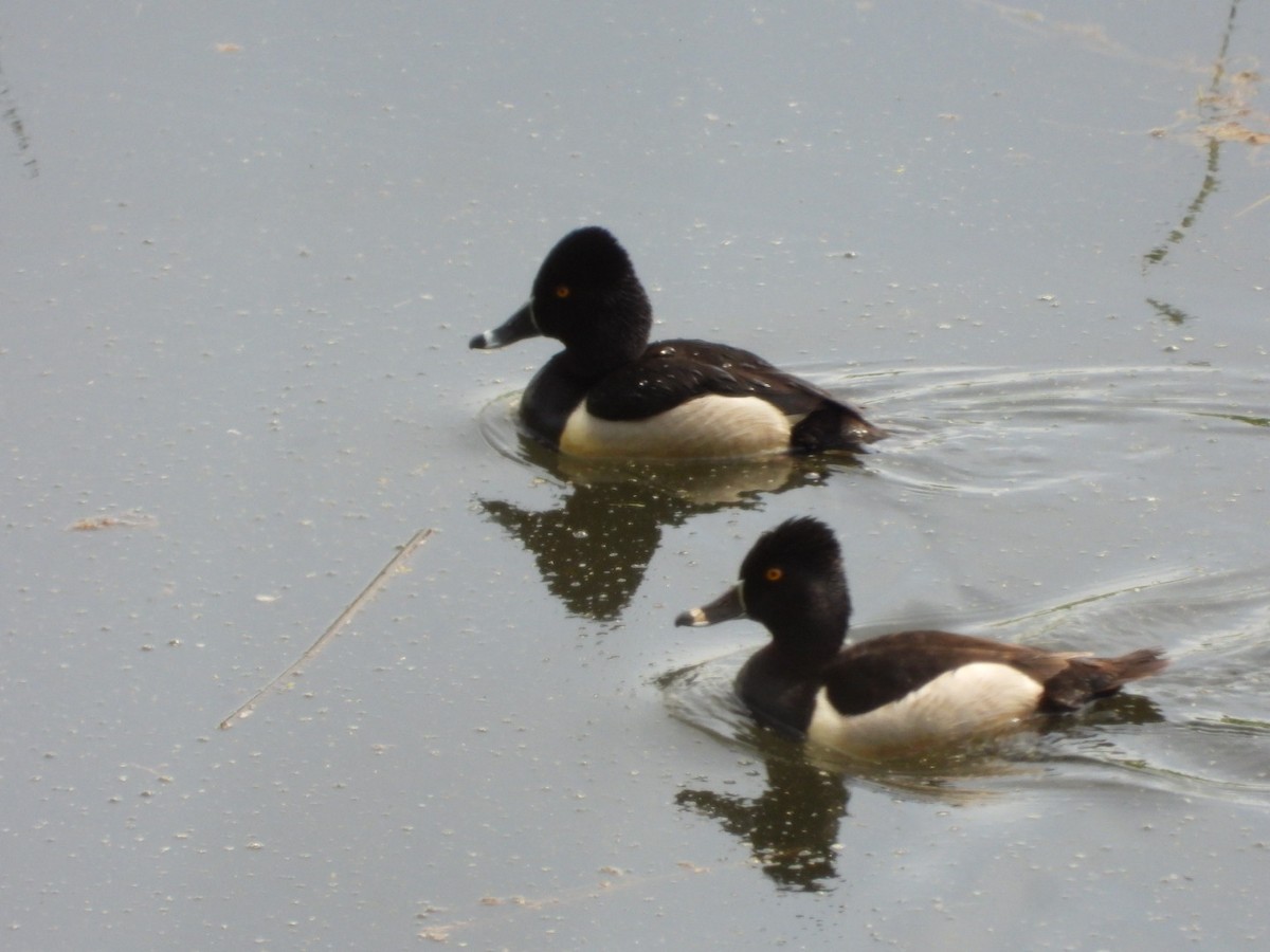 Ring-necked Duck - ML339135881