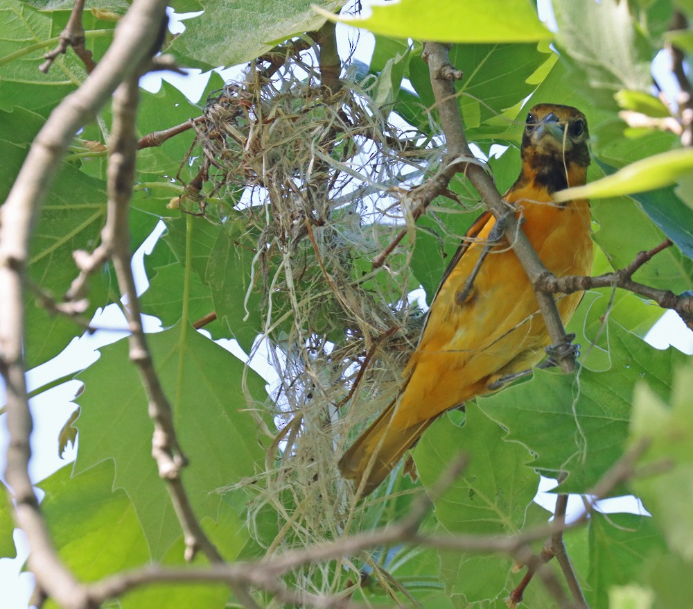 Baltimore Oriole - ML339136021