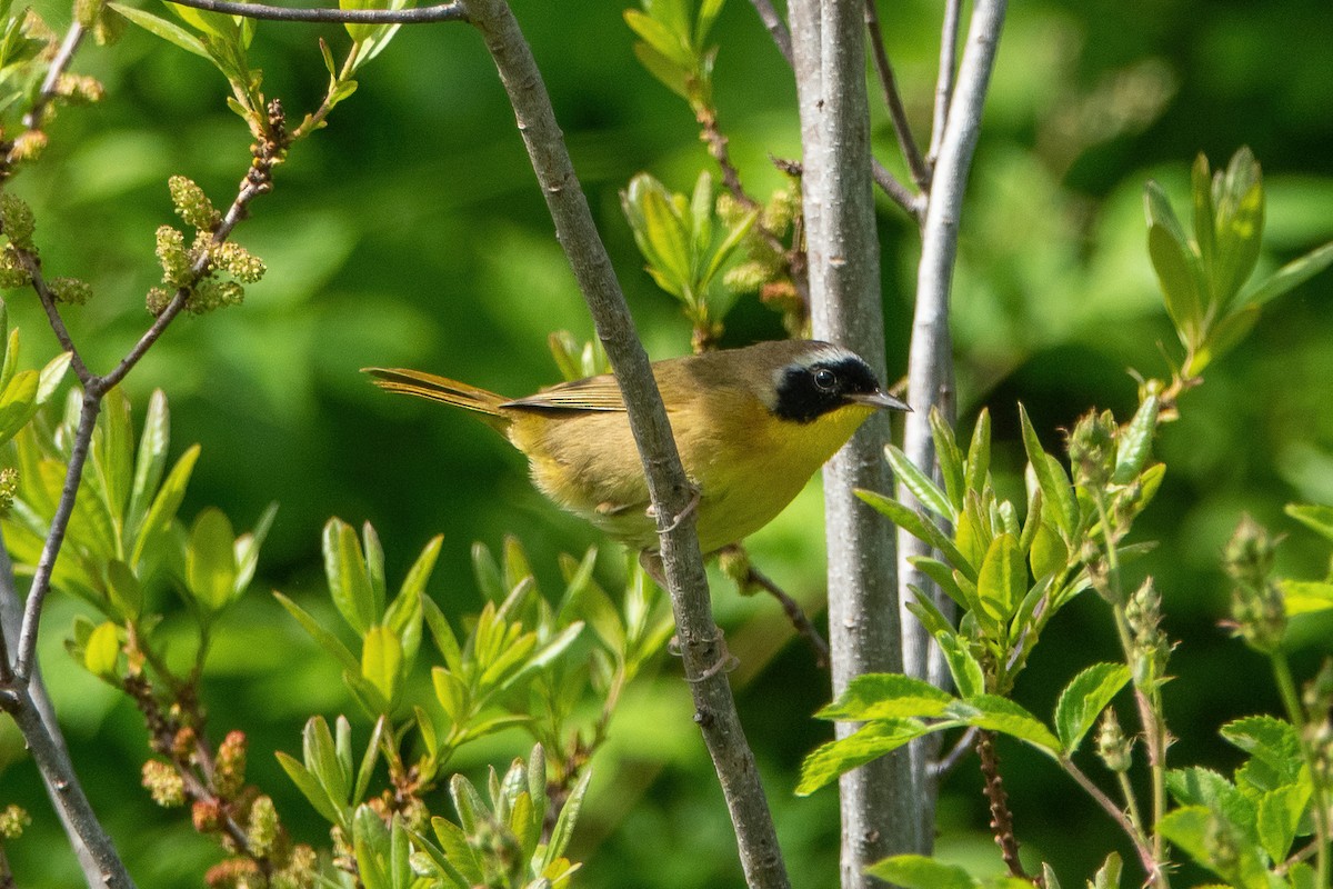 Common Yellowthroat - ML339136091