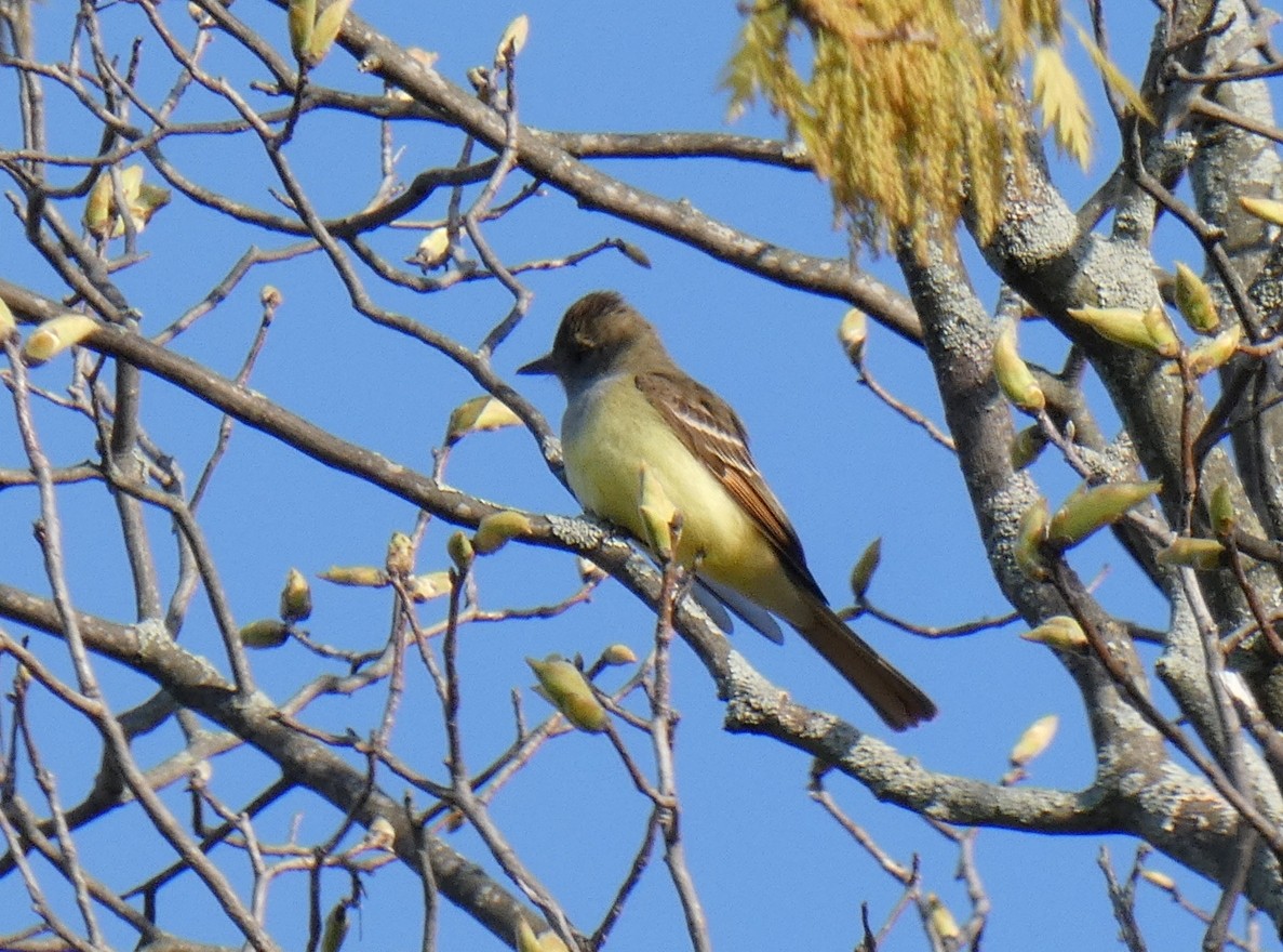 Great Crested Flycatcher - ML339139821