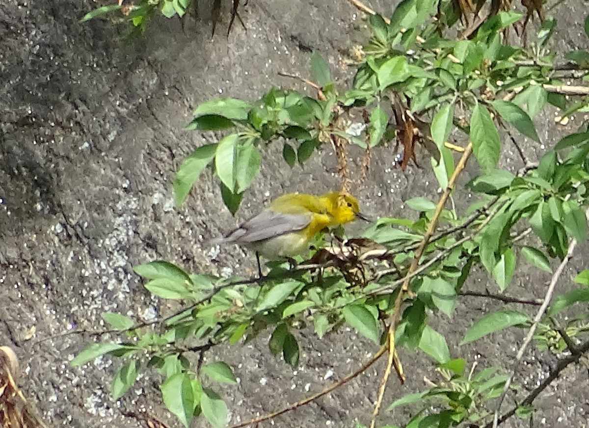 Prothonotary Warbler - Amy Simmons