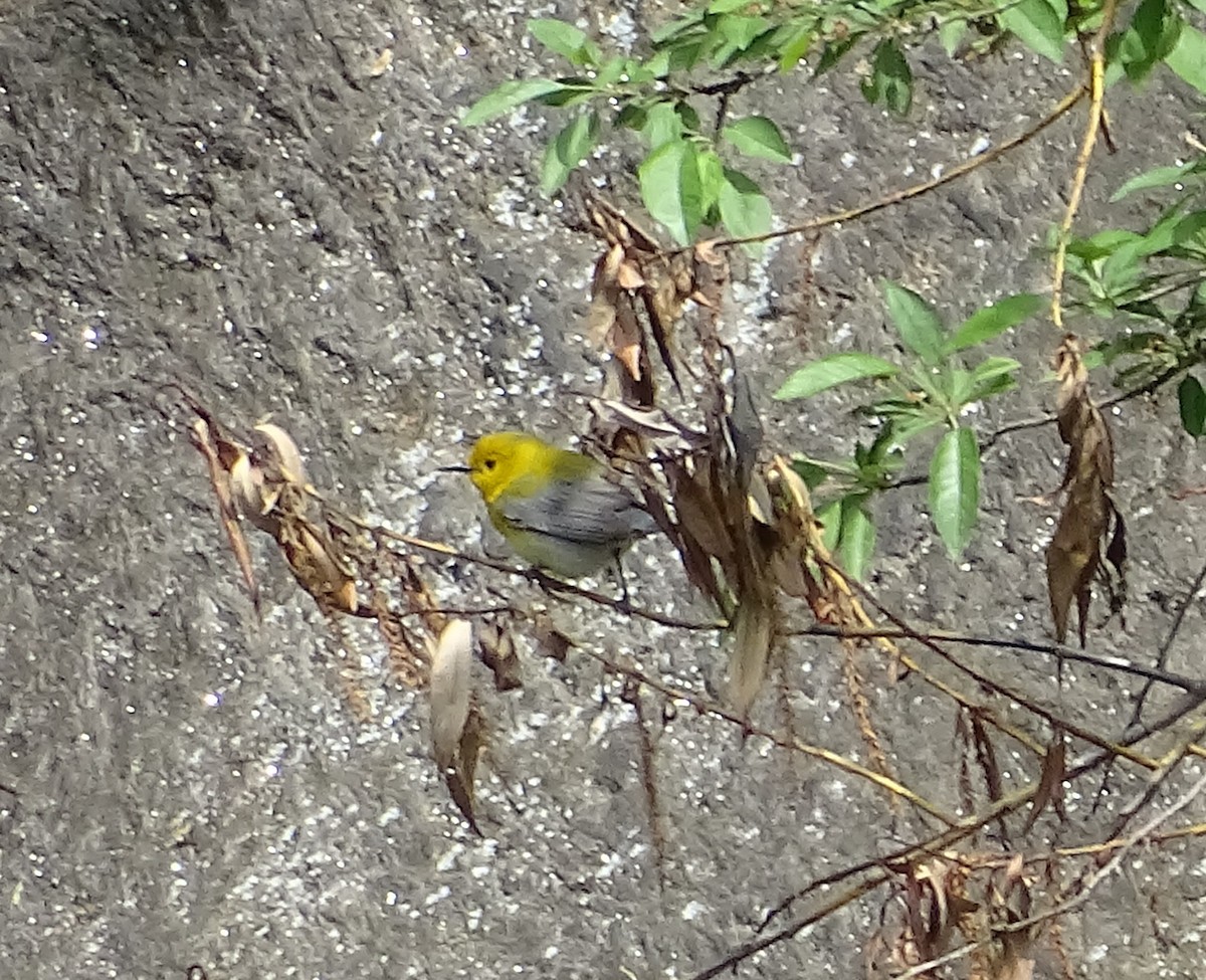 Prothonotary Warbler - ML339139941