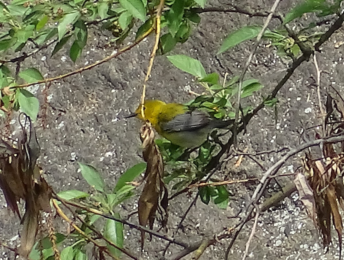 Prothonotary Warbler - ML339139951