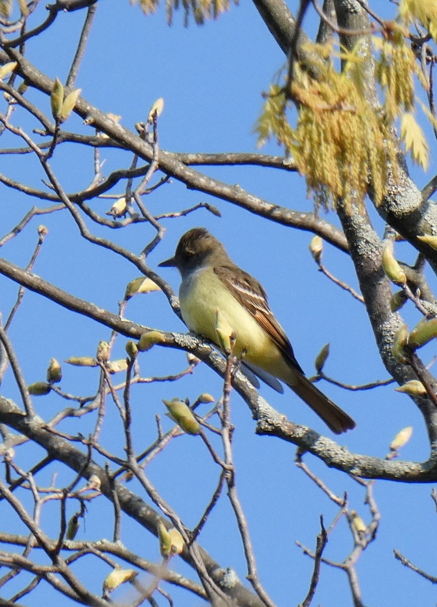 Great Crested Flycatcher - ML339139971