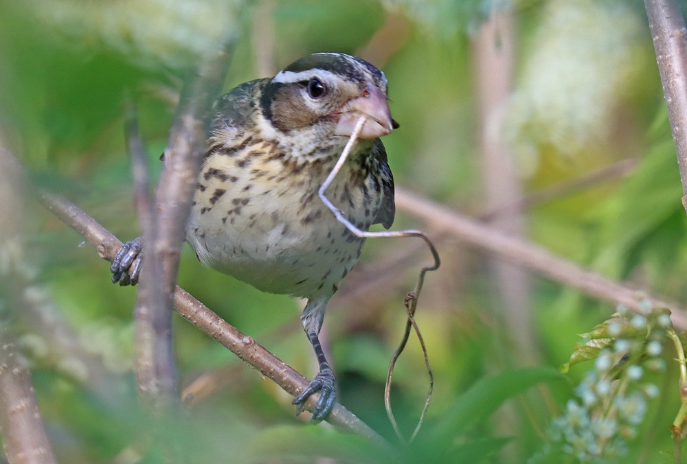 Rose-breasted Grosbeak - ML339140041