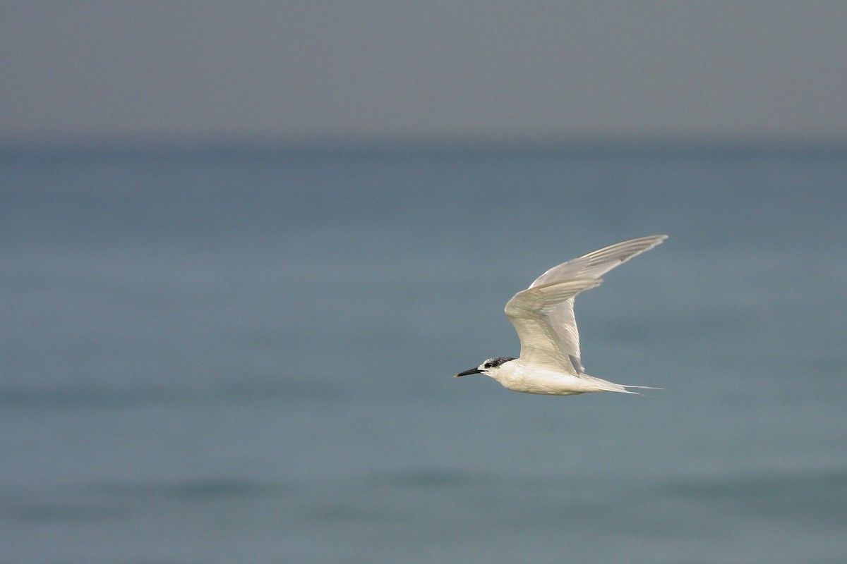 Sandwich Tern - ML339140261