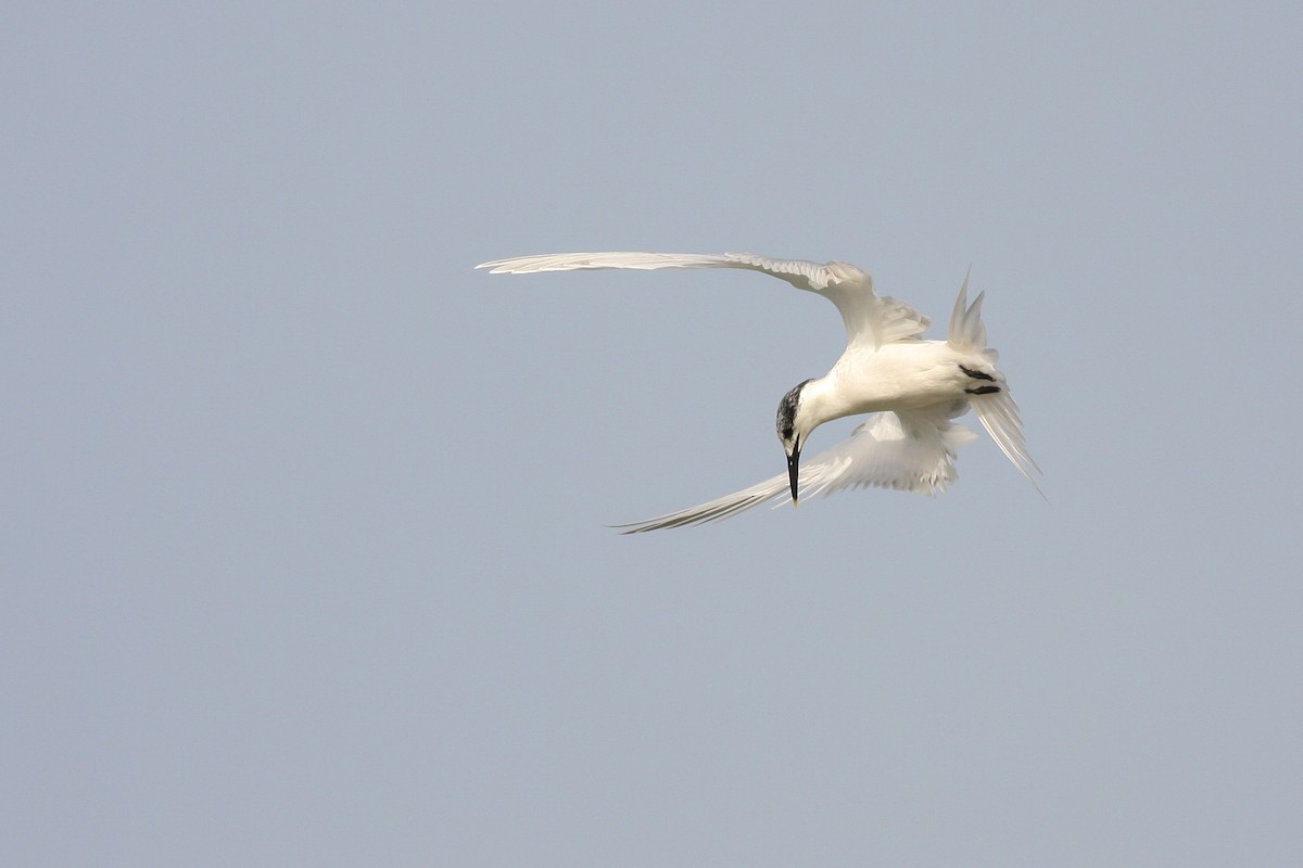 Sandwich Tern - ML339140271