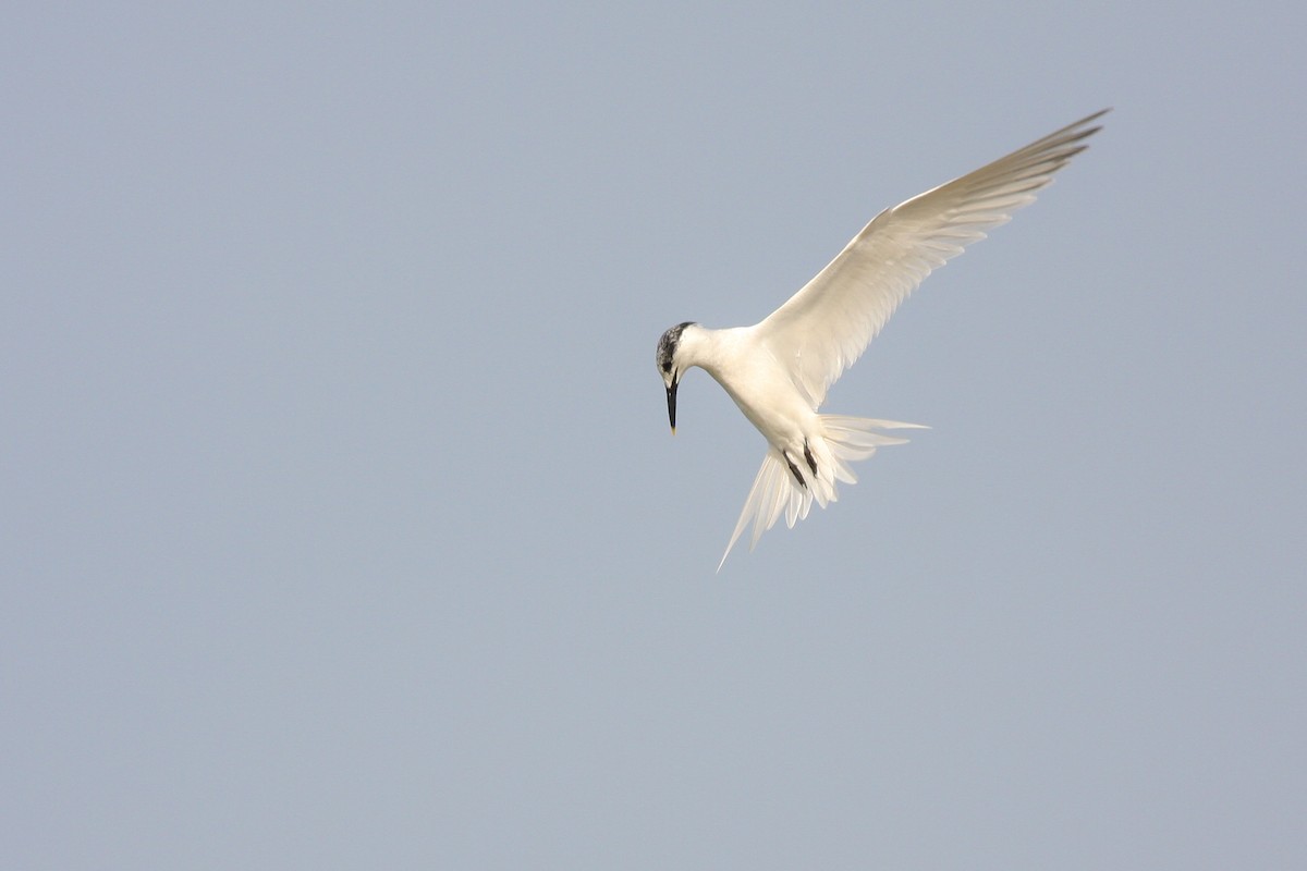 Sandwich Tern - ML339140301