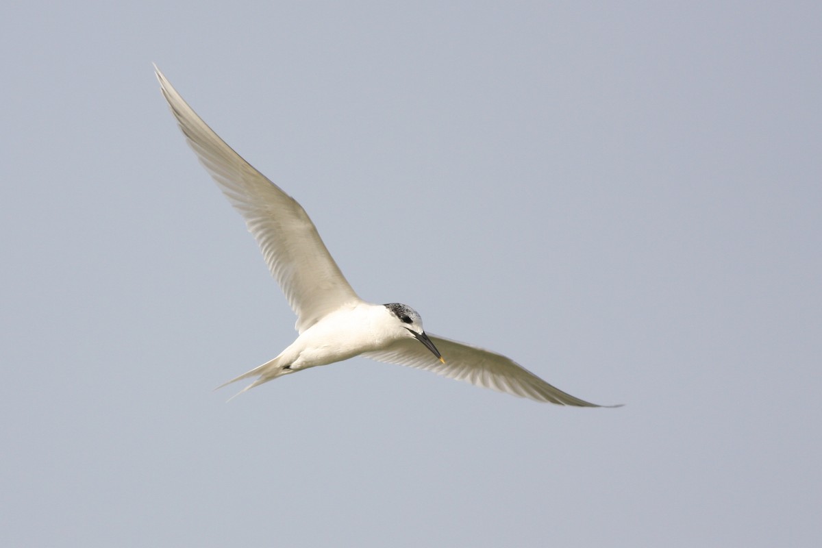 Sandwich Tern - ML339140351