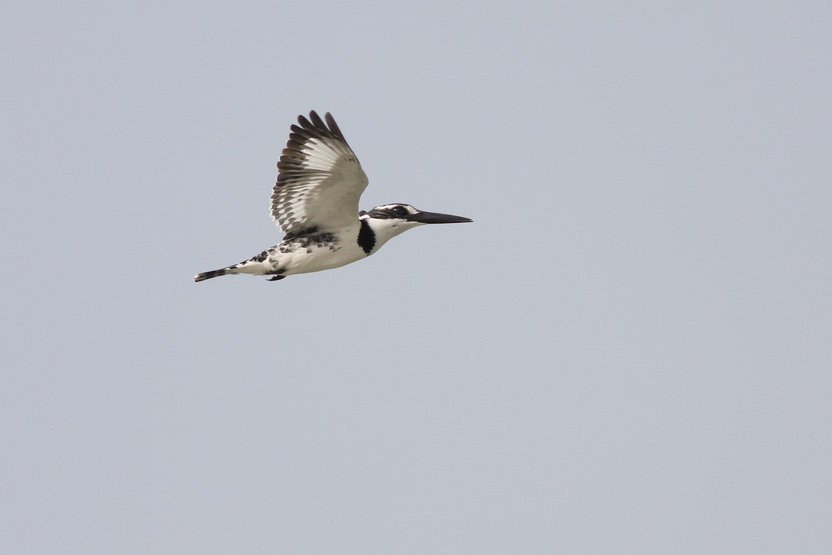 Pied Kingfisher - ML339140381