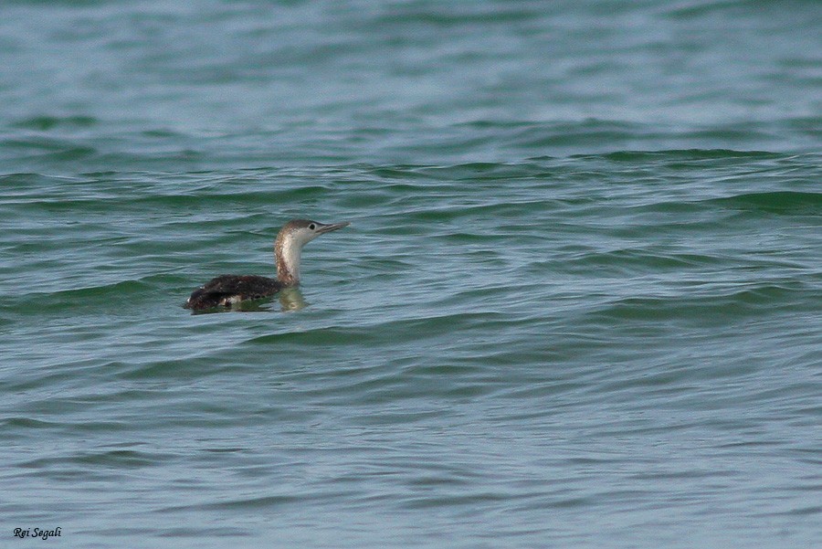 Red-throated Loon - ML339140501