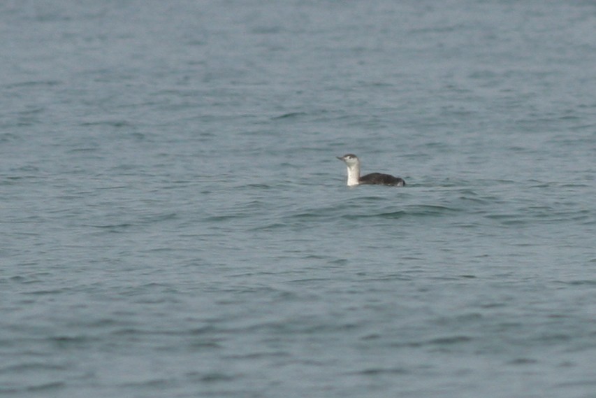 Red-throated Loon - ML339140521