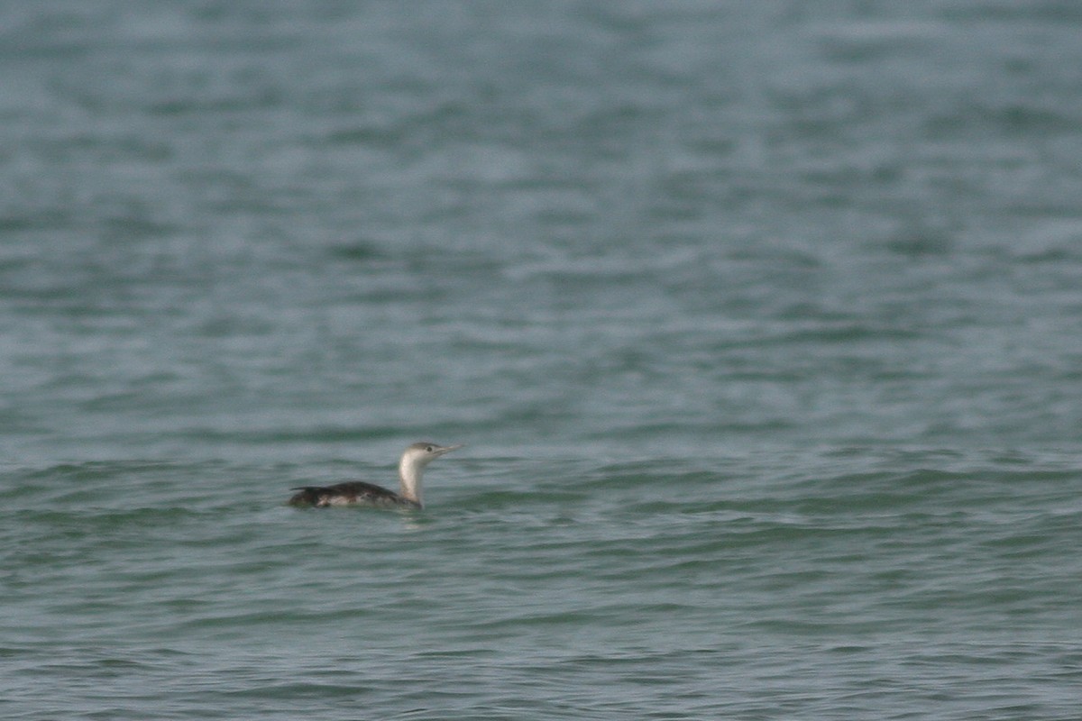 Red-throated Loon - ML339140581