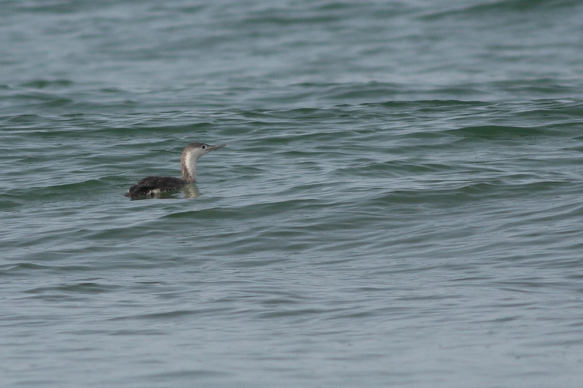 Red-throated Loon - ML339140601