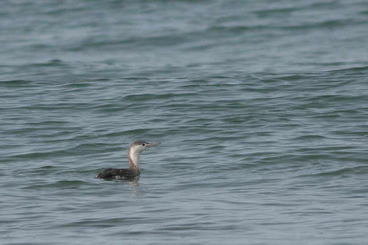 Red-throated Loon - ML339140631